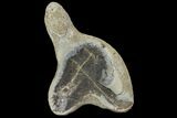 Fossil Capelin Fish (Mallotus) Nodule - Canada #136151-1